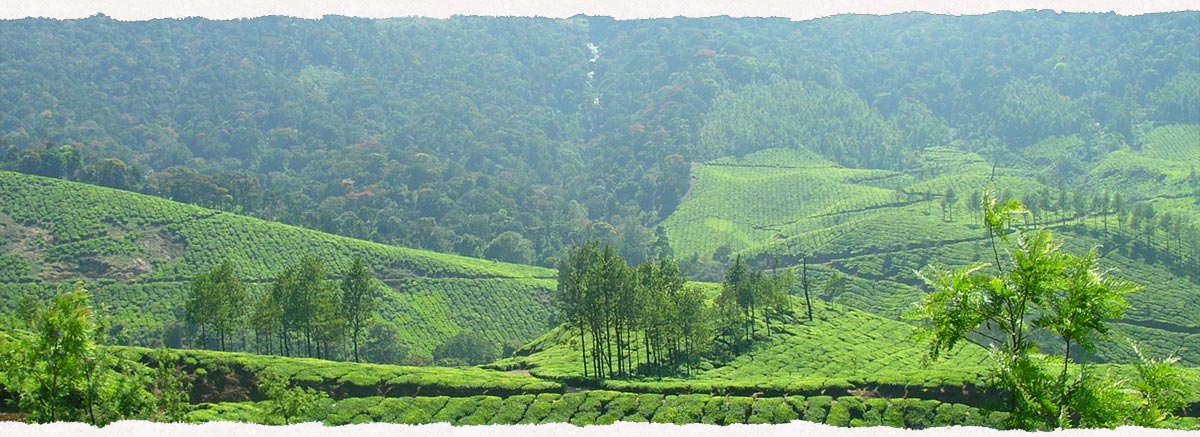 Coffee Routes resort thekkady