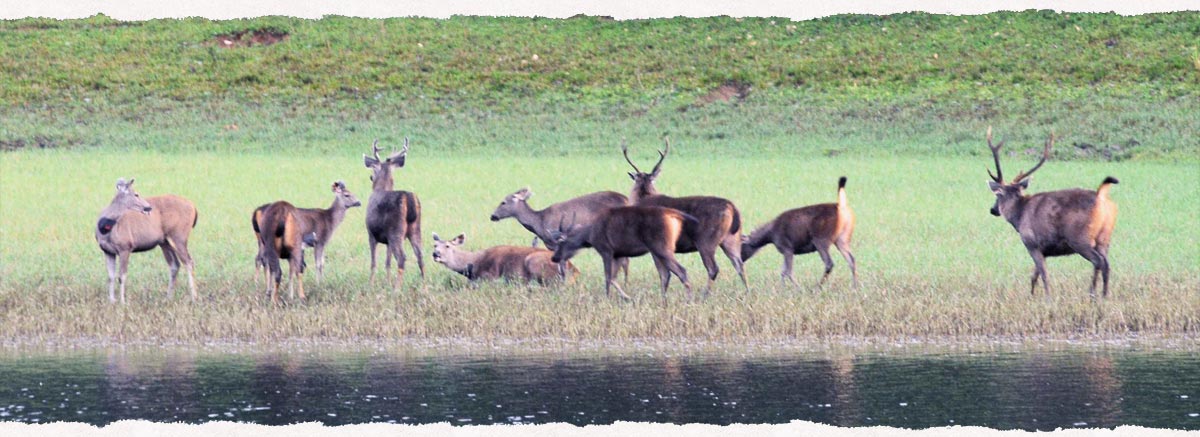 Resorts in thekkady