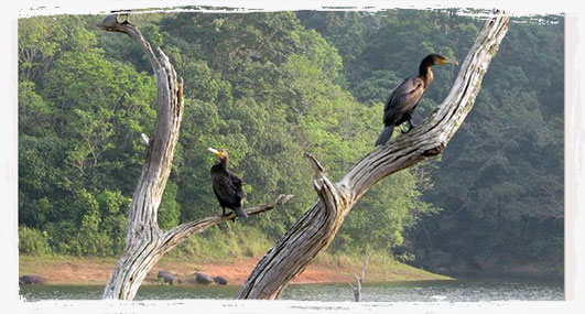 Kerala honeymoon tour packages