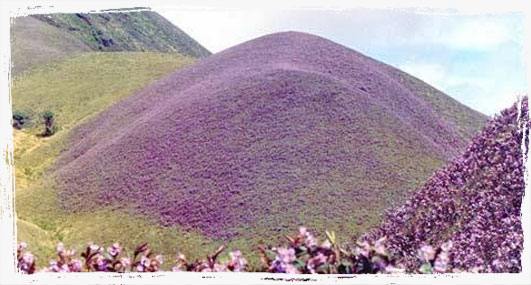Honeymoon packages in Idukki